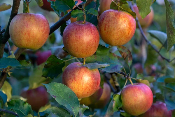 Branche Pommier Avec Nombreuses Pommes Mûres Marquées Poche — Photo