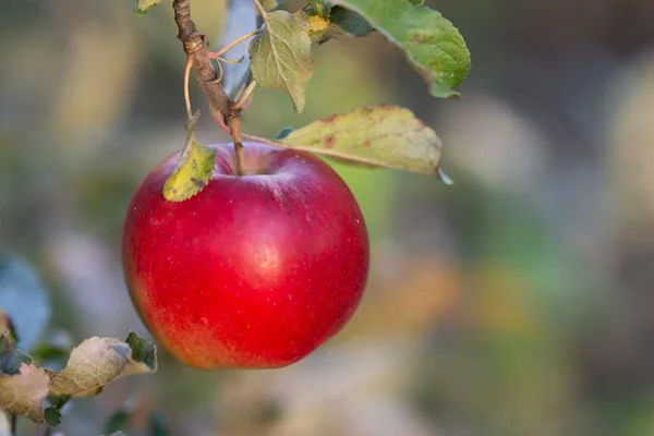 Einzelner Roter Apfel Auf Dem Ast Des Apfelbaums — Stockfoto