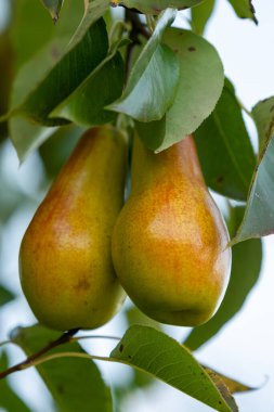 Ağaçta iki olgun sarı kırmızı armut