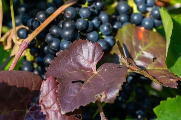 Cluster Pink Grape Purple Leaf Growing Bush — Stock Photo, Image