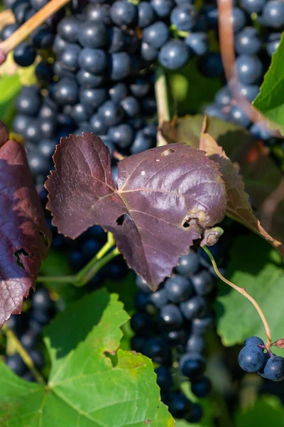 Grappe Raisins Roses Feuilles Violettes Poussant Sur Buisson — Photo