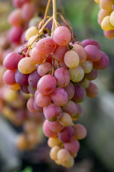 Cluster Van Rose Vinograd Groeiend Een Bush — Stockfoto