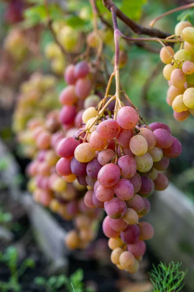 Cluster Pink Grape Growing Bush — Stock Photo, Image