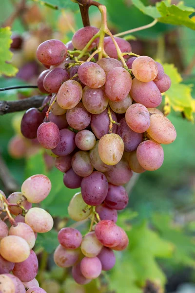 Gromada Różowych Winogron Rosnąca Krzewie — Zdjęcie stockowe