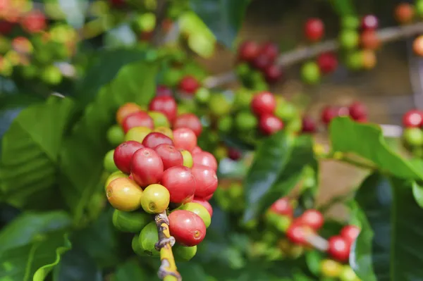 Ciliegie di caffè (Fagioli ) — Foto Stock