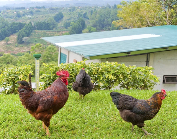 Gallo e galline — Foto Stock