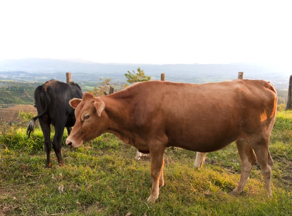 Cattle in Pasture — Stock Photo, Image