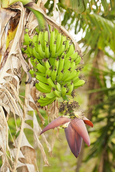 Bunch of Bananas — Stock Photo, Image