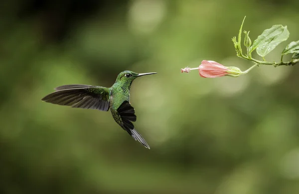 Beija-flor-de-cauda-listrada — Fotografia de Stock