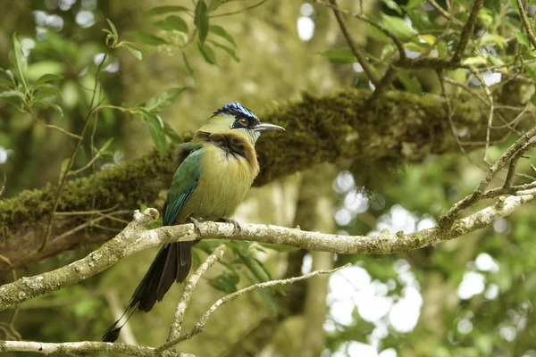 Blue-crowned Motmot in the Wind — Stock Photo, Image