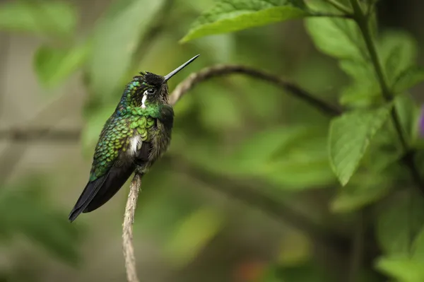 Fialová throated horský klenot kolibřík — Stock fotografie