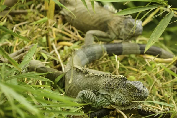 Iguana verde común — Foto de Stock