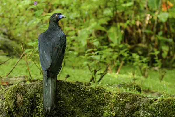 Guan-siyah — Stok fotoğraf