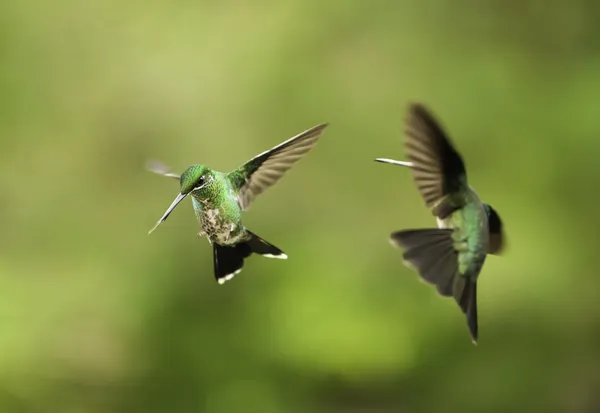 Kolibříci boj — Stock fotografie