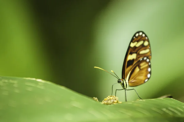 Tijger Heliconius vlinder — Stockfoto