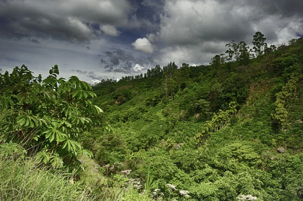 Granja de café — Foto de Stock