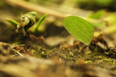 Leafcutter karıncalar (Atta cephalotes)