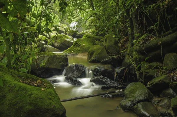 Rainforest Kostaryka — Zdjęcie stockowe