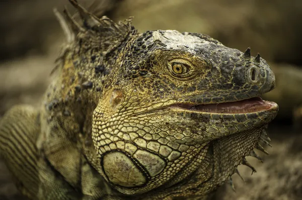 Iguana primer plano — Foto de Stock