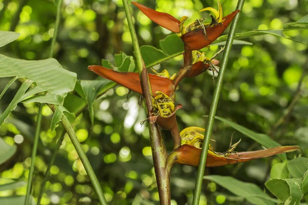 Heliconia — 스톡 사진