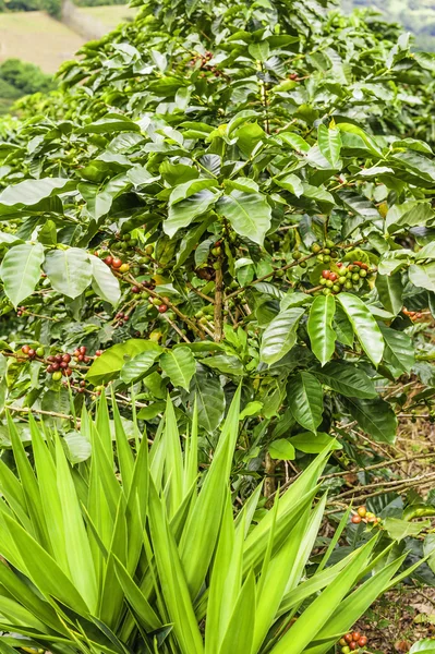 Albero del caffè — Foto Stock