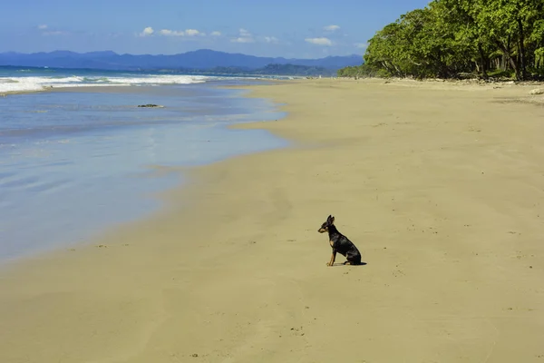 Yalnız plaj köpek — Stok fotoğraf