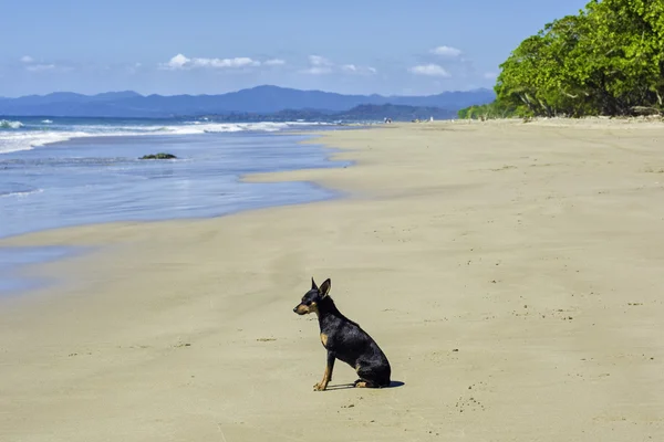 Hund på strand - Stock-foto