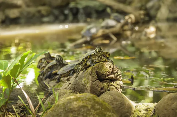 Étang de tortues — Photo