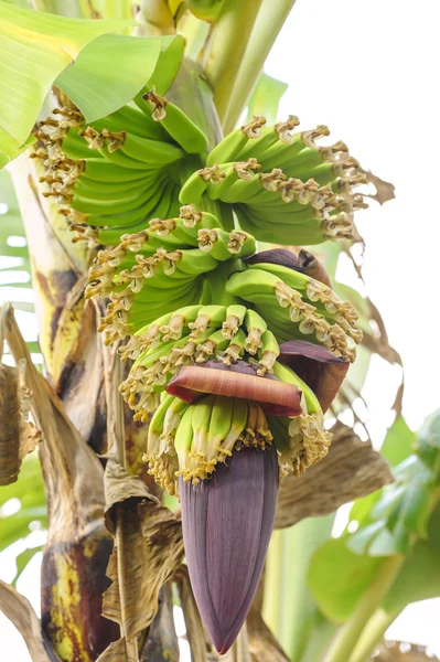 Bananas primitivas — Fotografia de Stock
