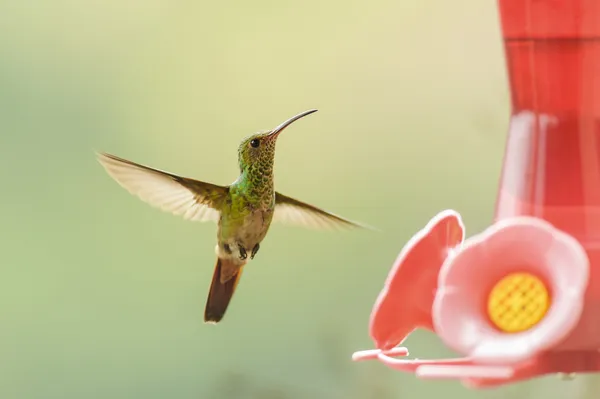 Ryšavý sledoval kolibřík — Stock fotografie