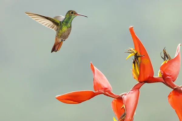 Hummingbird Rufous Tailed — Stock Photo, Image