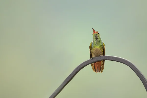 Hummingbird Rufous Tail — Stock Photo, Image