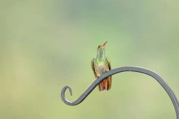 Рыжий хвост колибри — стоковое фото