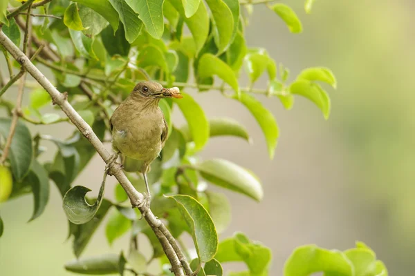 Zorzal de color arcilla — Foto de Stock