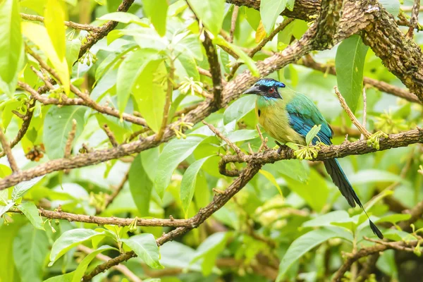 Modrá korunován motmot — Stock fotografie