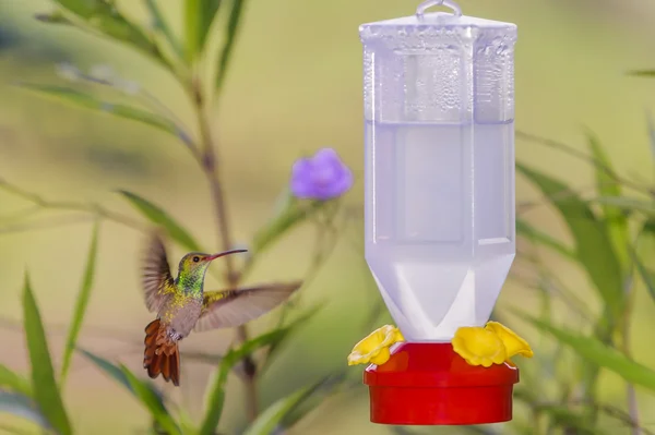 Alimentación de colibrí — Foto de Stock