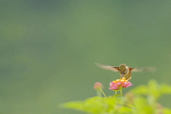 Scintillant kolibrie — Stockfoto