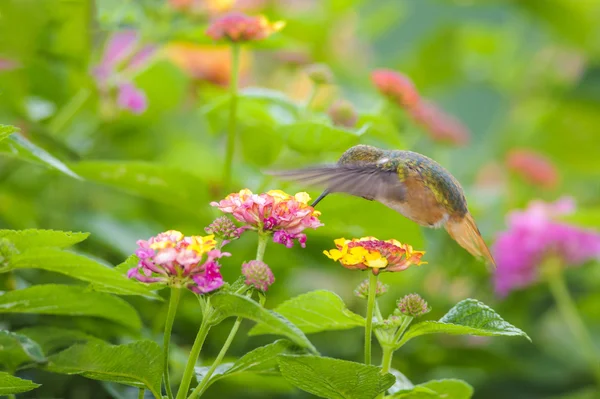 Voeding scilliant kolibrie — Stockfoto