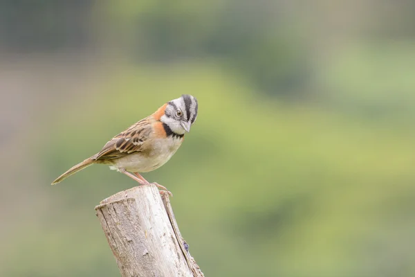 Visayan-collared sparrow man — Stockfoto