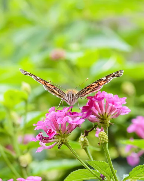 Voeding vlinder — Stockfoto