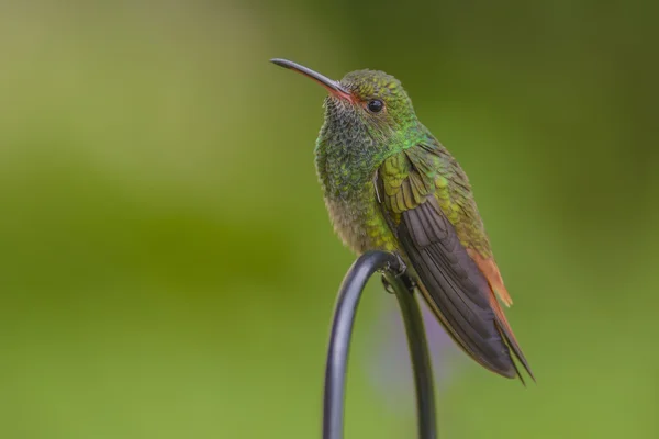 Opatrný rufous sledoval kolibřík — Stock fotografie
