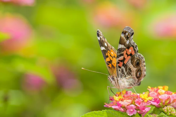 Detalhe da borboleta de alimentação — Fotografia de Stock