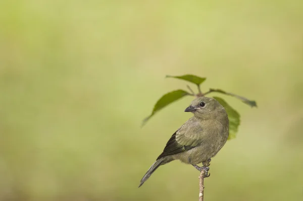 Palm Tanager — Stock fotografie