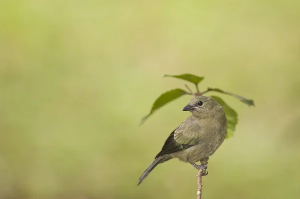 Palm tangara — Stockfoto