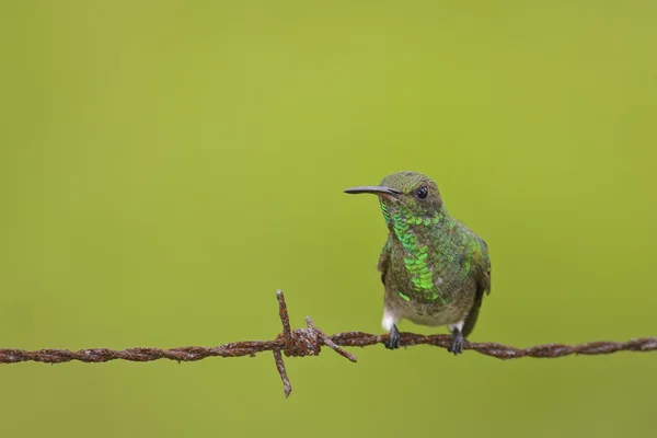 Hrozivé vypadající kolibřík — Stock fotografie