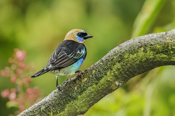 Golden-hooded Tanager — Stock Photo, Image