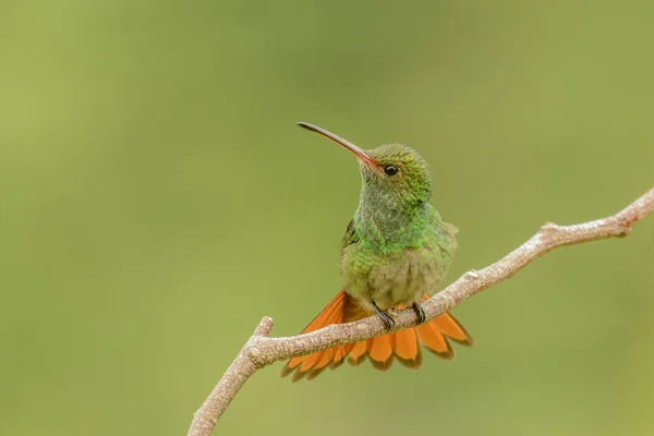 Rufous 尾ファン — ストック写真