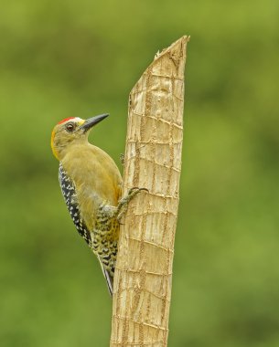 Hoffmann's Woodpecker-Portrait clipart