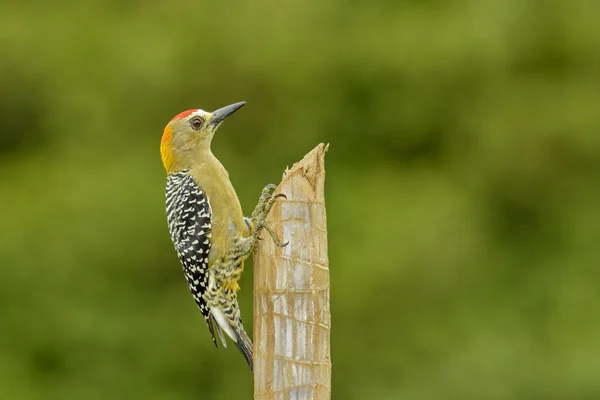 Hoffmanns hakkespett – stockfoto