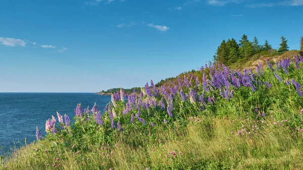 Lupinus Leguminosae 여름에 스코티아에 풍부하다 사진들은 사우스 노바스코샤 근처에서 입니다 스톡 사진